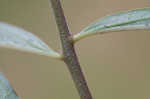 Longleaf milkweed